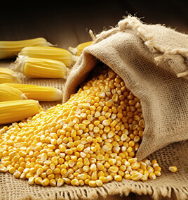 Corn