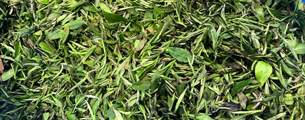 Fresh Leaves