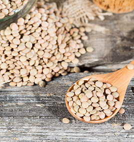 Lentil