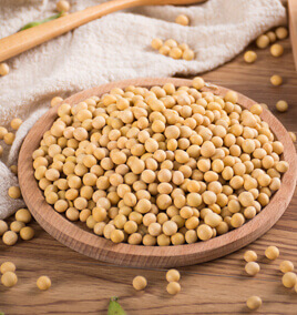 Soybean